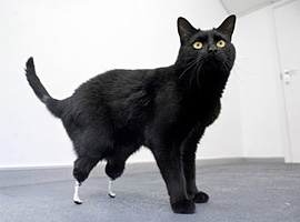 Oscar, the black bionic British cat with green eyes now has two prosthetic feets