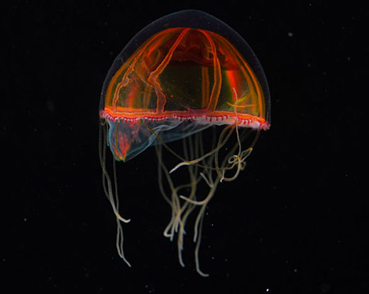 This deep-sea jellyfish is one of the new discoveries from the Census of Marine Life
