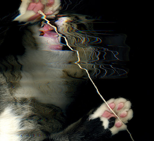 Cats on scanners