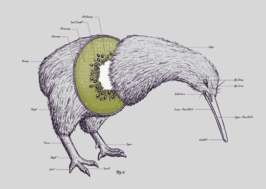 [Image: kiwi_bird_fruit.png]
