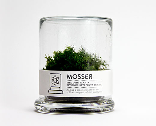 Hand cultivated moss for your growing pleasure Hand cultivated moss for your growing pleasure